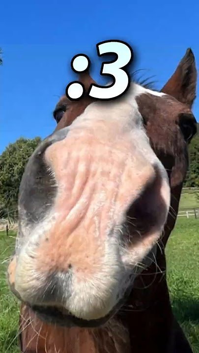 JohnHoll0w's tweet photo. IRL Opera was terrified of mares, even cried during his very first mating session. But Doto on the other hand loves doing it lol https://t.co/1YB8NhEwf9