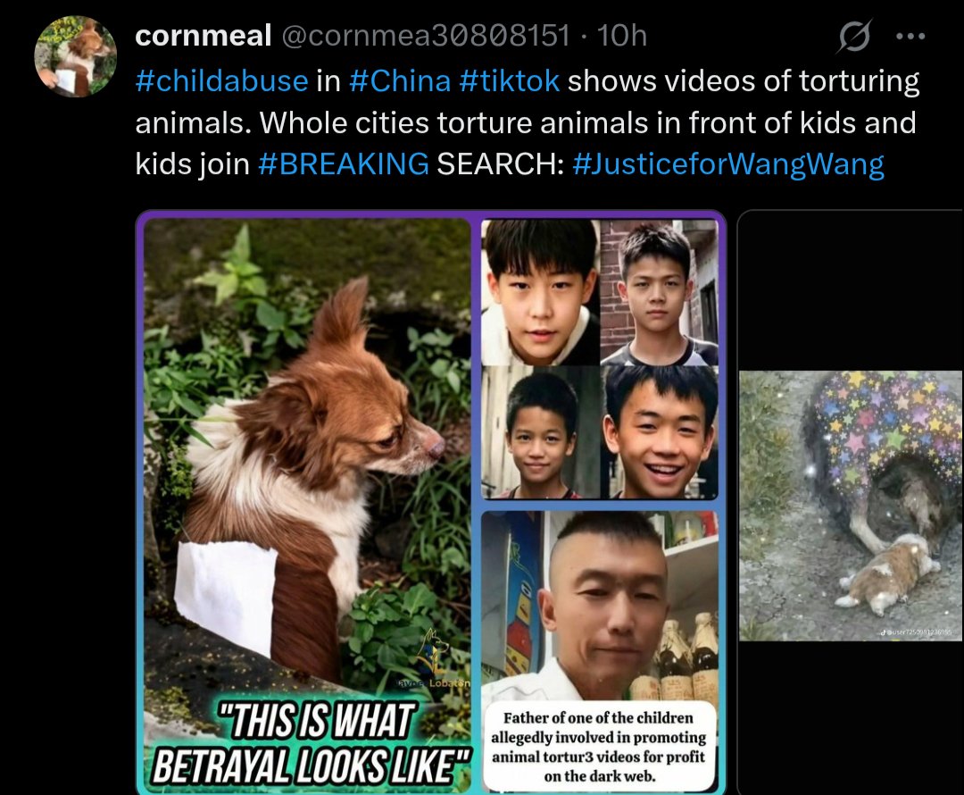 PhaedraXTeddy's tweet photo. Boys play in #China 🇨🇳 with guns that shoot gasoline. Illegal in #China but since the gun was used to abuse dogs , Chinese police let it pass. There is no #JusticeForWangWang #Pupmom in #China 🇨🇳 where animal abuse is condoned and acceptable to the Chinese government, more like desirable.