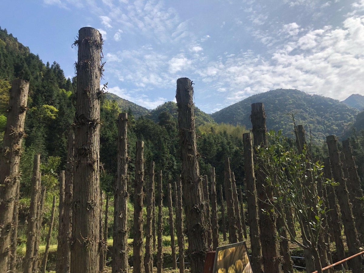 GracieKelseh's tweet photo. Caada seca, hierba pálida, árboles solitarios, historia antigua y una belleza única llena de encanto tranquilo. https://t.co/o1ODn8HhQI