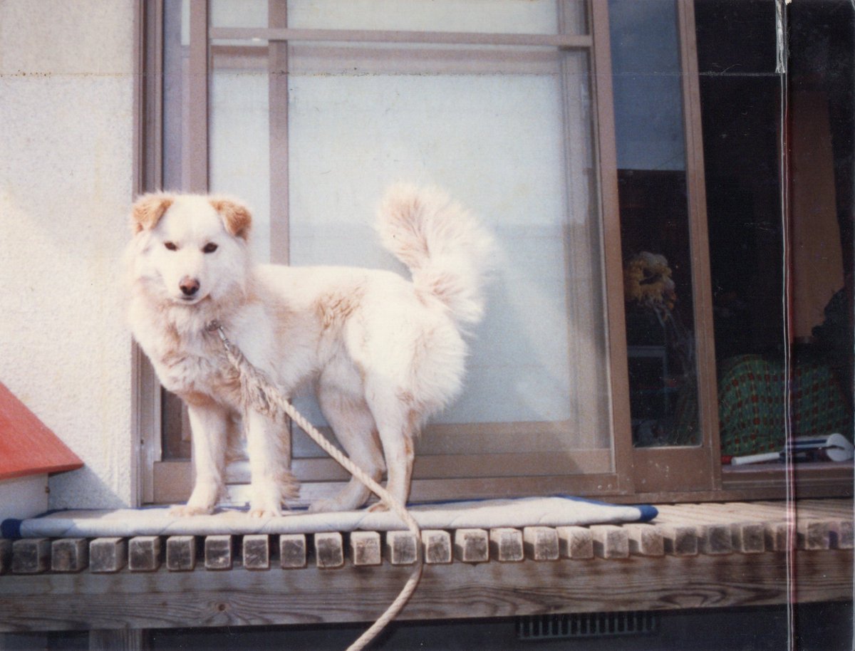 akkun_cl7's tweet photo. こちらはもっと前に飼ってたワンコですが、さっきのもこっちも雑種ですが、獣医からも「混ざりすぎてわからない」言われました。 https://t.co/xz6hQYw5DN