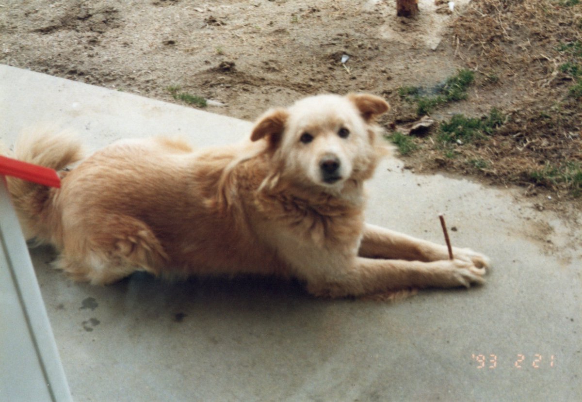 akkun_cl7's tweet photo. こちらはもっと前に飼ってたワンコですが、さっきのもこっちも雑種ですが、獣医からも「混ざりすぎてわからない」言われました。 https://t.co/xz6hQYw5DN