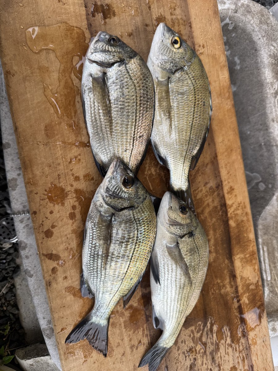 odegu_oboro's tweet photo. 今日はチヌ釣り🐟
いいサイズが釣れました✨
#釣り https://t.co/4tQmcQdlvw