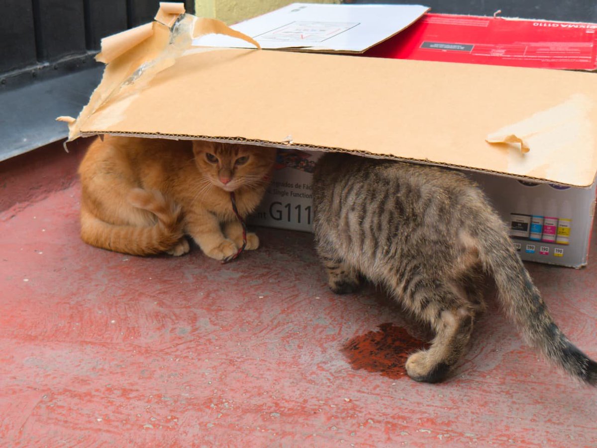 Ari_Arciniega6's tweet photo. No sé sabe que tipo de historia Terrible vivirían éstos🐈quienes deambulaban por la calle y derrepente comenzaron a perseguir a la gente y en su desesperación hasta se colgaron del pantalón de 1🚶él No puede tenerlos Solicitan resguardo o alguien que les quiera bien 😿SOS CDMX 🐾 https://t.co/RRJPxgKl1Z