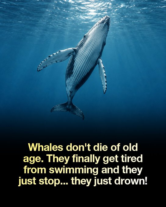 MesserschmittX's tweet photo. MYTH: Whales don't die of old age. They get tired of swimming, stop, and drown.

FACT: Whales are mammals that breathe consciously and rest regularly. They don't swim until exhaustion.

They float at the surface to rest, and sperm whales even sleep hanging vertically just below it, surfacing when they need air.

Old whales die like other old animals: from disease, infections, parasites, starvation when they can no longer feed well, or predators like orcas picking off weakened individuals.

Whales can drown, but mostly when something stops them from reaching the surface, such as entanglement in fishing gear. Not from "getting tired."
