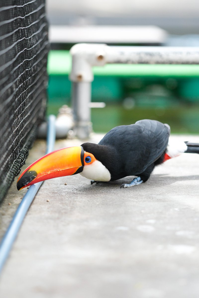 natsu_butagogo's tweet photo. 隙間のぞきのハシ

#オニオオハシ
#掛川花鳥園
#トコの日 https://t.co/OTZ31tuipG