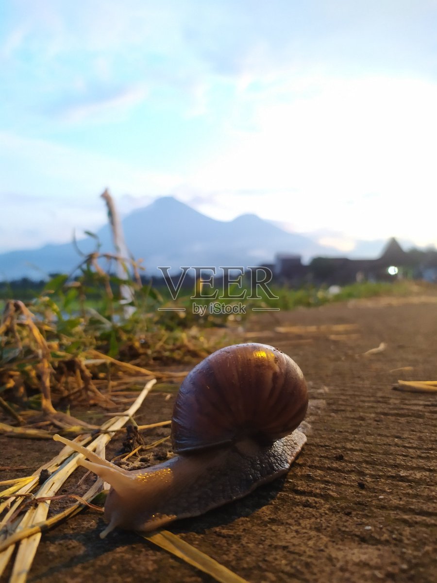HannahAllaxe's tweet photo. En la pequea aldea junto a la represa, la pequea caracola viaja tranquilamente por el camino. https://t.co/QfvbwBpf8p