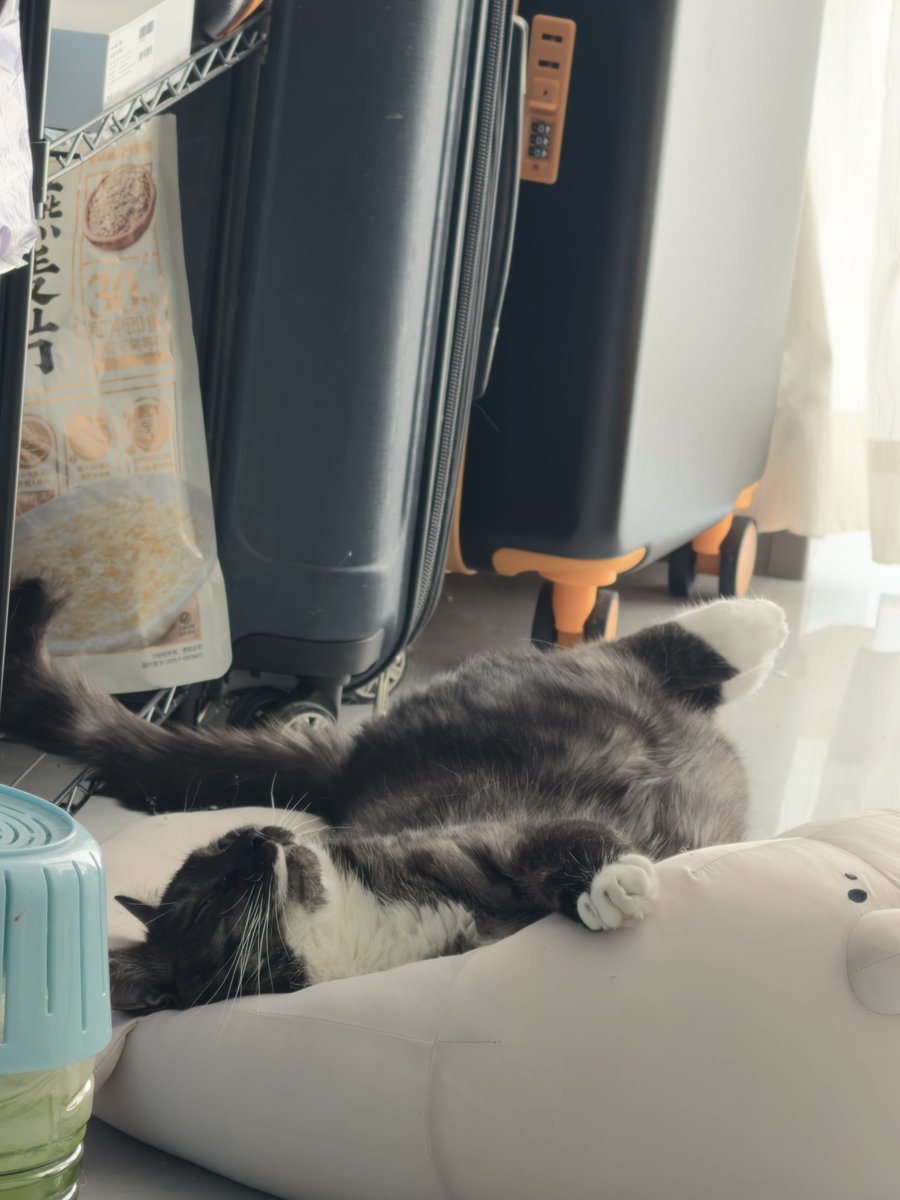 pingucat123's tweet photo. 睡觉？ https://t.co/QhESoGKRaN