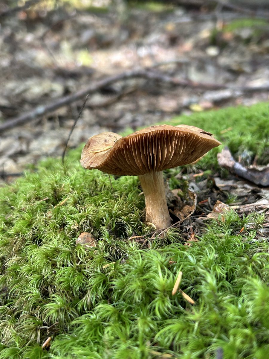 Darcyr7b's tweet photo. Came across some fun little fungi on my walk this weekend https://t.co/ymEXQCyk8l