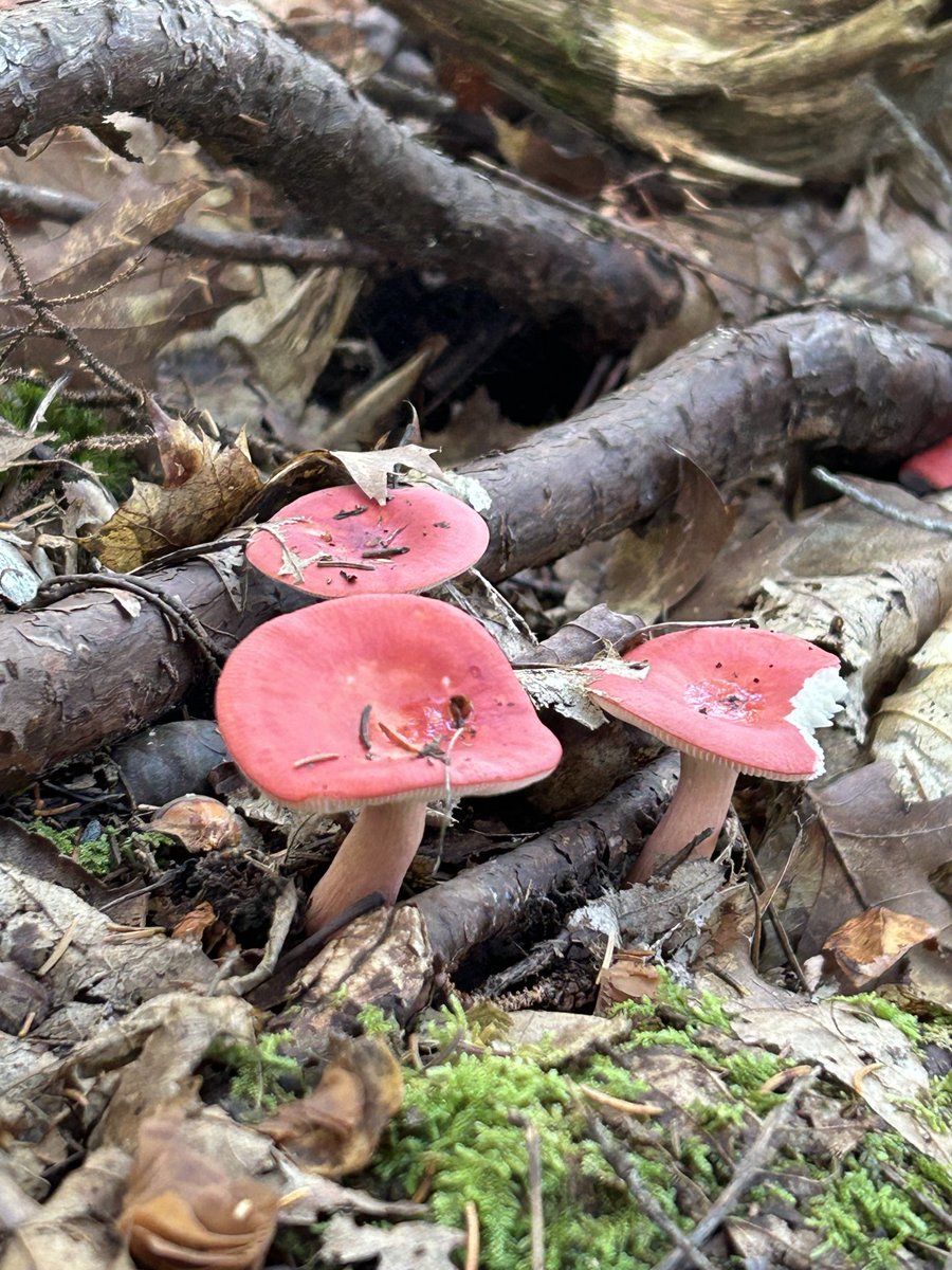 Darcyr7b's tweet photo. Came across some fun little fungi on my walk this weekend https://t.co/ymEXQCyk8l