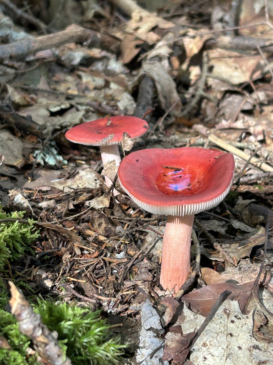 Darcyr7b's tweet photo. Came across some fun little fungi on my walk this weekend https://t.co/ymEXQCyk8l