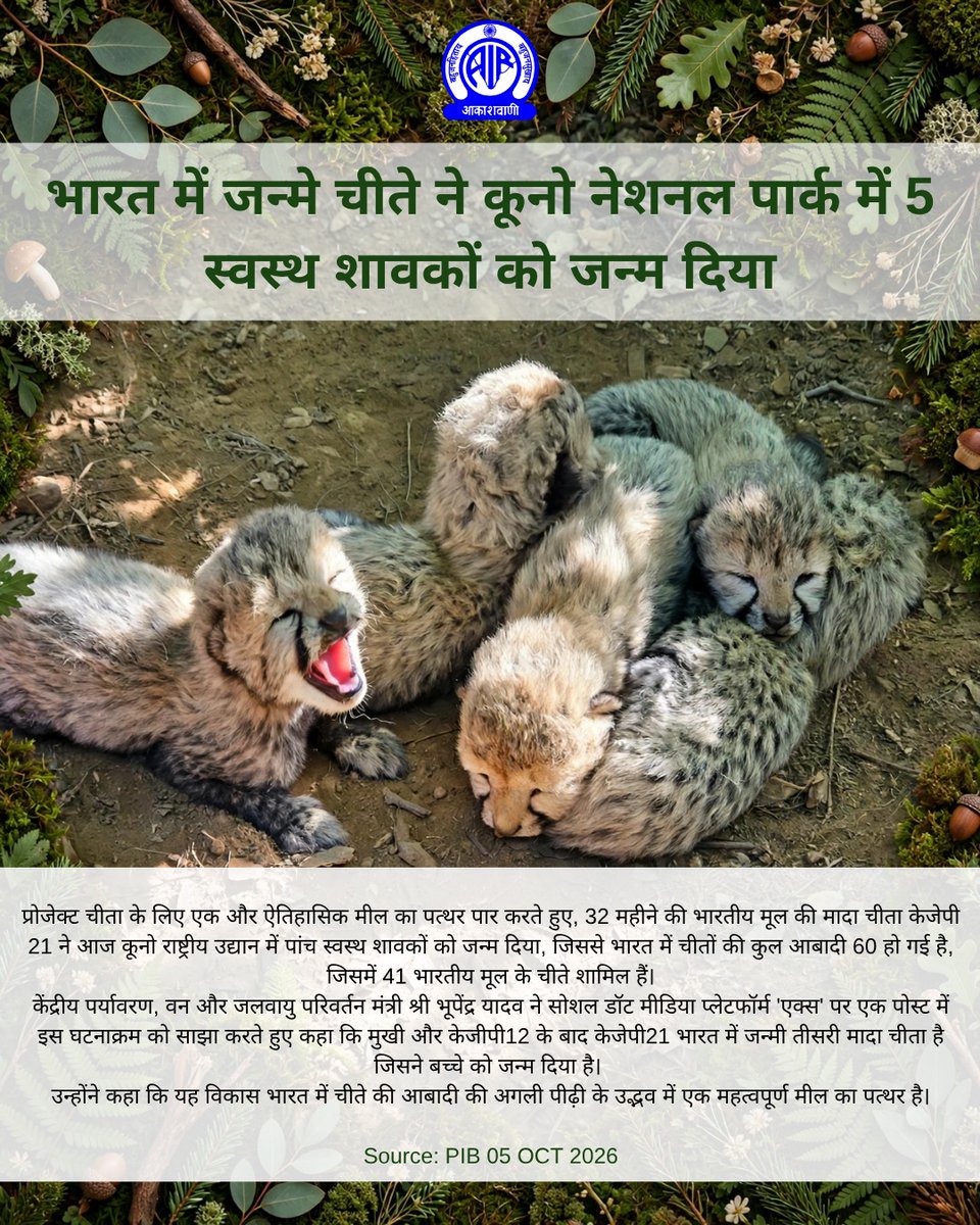 AkashvaniAIR's tweet photo. भारत में जन्मे चीते ने कूनो नेशनल पार्क में 5 स्वस्थ शावकों को जन्म दिया

प्रोजेक्ट चीता के लिए एक और ऐतिहासिक मील का पत्थर पार करते हुए, 32 महीने की भारतीय मूल की मादा चीता केजेपी 21 ने आज कूनो राष्ट्रीय उद्यान में पांच स्वस्थ शावकों को जन्म दिया, जिससे भारत में चीतों की कुल आबादी 60 हो गई है, जिसमें 41 भारतीय मूल के चीते शामिल हैं।
केंद्रीय पर्यावरण, वन और जलवायु परिवर्तन मंत्री श्री भूपेंद्र यादव ने सोशल डॉट मीडिया प्लेटफॉर्म 'एक्स' पर एक पोस्ट में इस घटनाक्रम को साझा करते हुए कहा कि मुखी और केजीपी12 के बाद केजेपी21 भारत में जन्मी तीसरी मादा चीता है जिसने बच्चे को जन्म दिया है। 
उन्होंने कहा कि यह विकास भारत में चीते की आबादी की अगली पीढ़ी के उद्भव में एक महत्वपूर्ण मील का पत्थर है।

Source: PIB 05 OCT 2026

#ProjectCheetah #KunoNationalPark

@moefcc @MIB_India @airnewsalerts