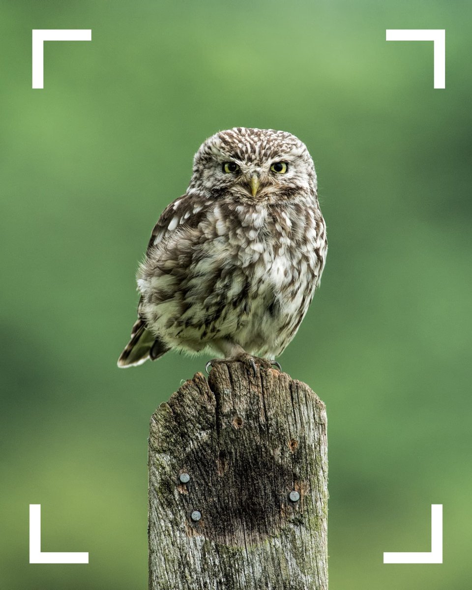 Picfair's tweet photo. Alan Grant's store is a showcase for patient, precise wildlife photography.

https://t.co/xZWi7LJhEI

#Picfair

_

Create your Picfair store today and join over 1,000,000 #Photographers selling their photos with their own website! https://t.co/gbBDtKVSkh