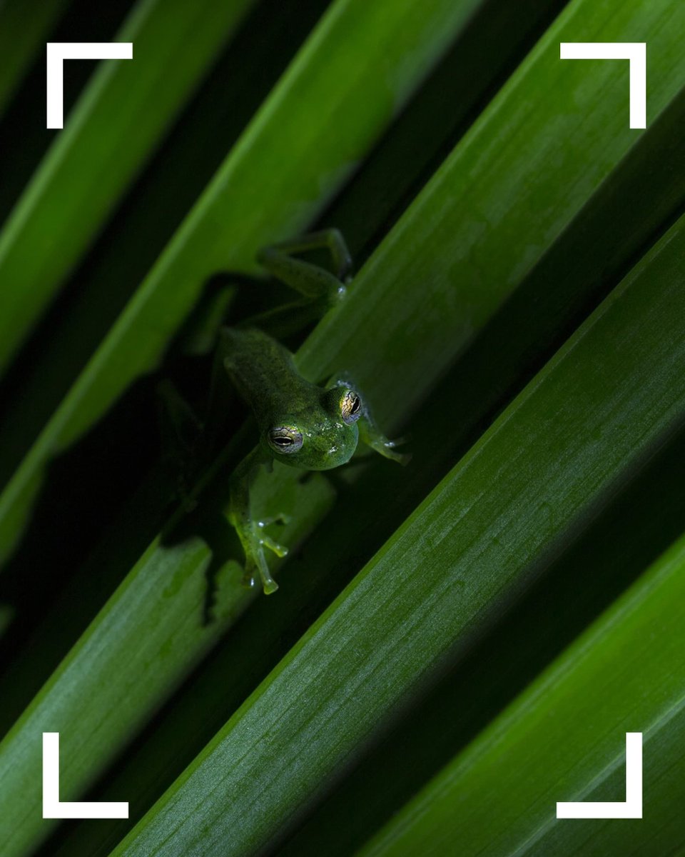 Picfair's tweet photo. Alan Grant's store is a showcase for patient, precise wildlife photography.

https://t.co/xZWi7LJhEI

#Picfair

_

Create your Picfair store today and join over 1,000,000 #Photographers selling their photos with their own website! https://t.co/gbBDtKVSkh