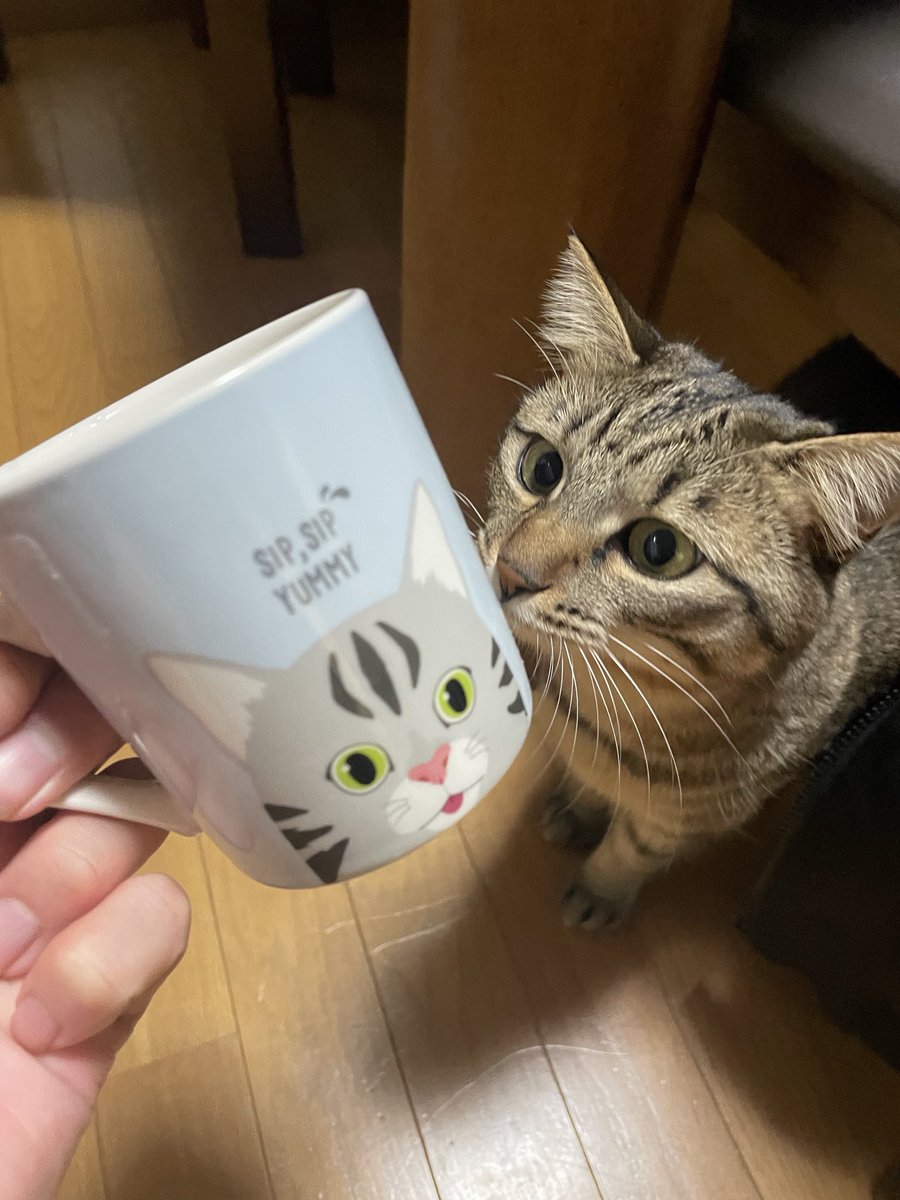 ixitnim's tweet photo. 🥰
#ねこ https://t.co/OikCEQyu23