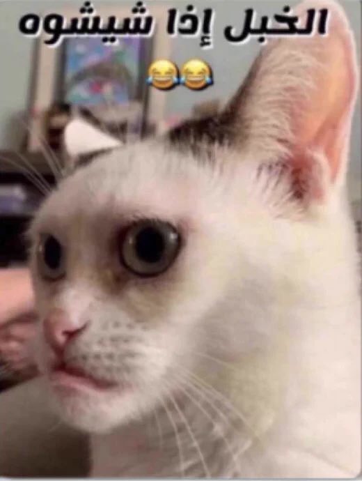 llx5vxf's tweet photo. قاعده انتظر صديقتي مواليد ٢٠٠٧ الي  أول ماتزوجت تنقبت عشان زوجها وهي كانت كاشفه تتكلم عن الهشتاق 
#٢٠٣٠_بلا_نقاب https://t.co/3hQo8d4HOV