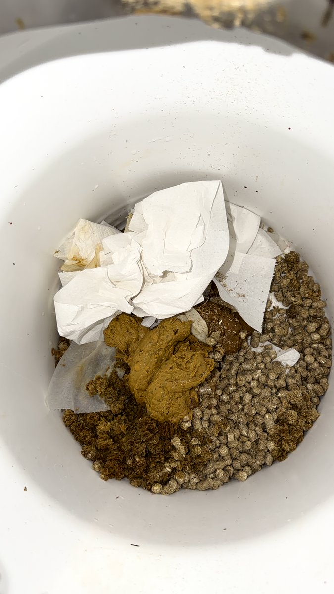 publicpoop99732's tweet photo. Today I took a big 💩 at  public compost toilet. Maybe its still there but you musst be fast 😈    

#gayscat #twinkscat #scatboi #publictoilet #malescat #scat https://t.co/QEBndOBepx