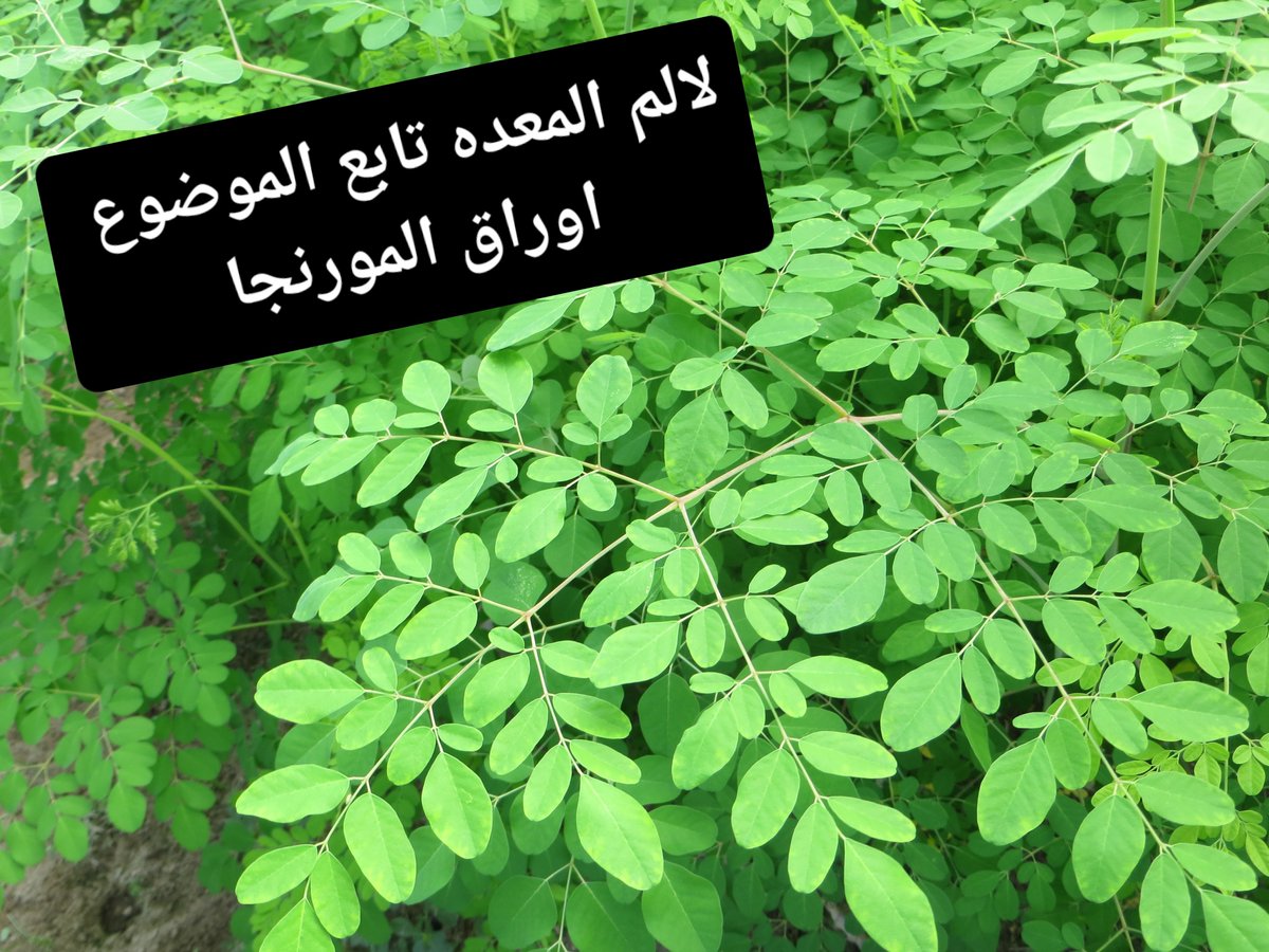 arabaltmed's tweet photo. وصفه الم المعده وجرثومتها
طبق التالي 
*اترك القمح باي شكل كان
*اترك السكر الابيض وما يدخل فيه
*اترك القهوة والنسكافيه، لا منزوع كافيين ولا فيه كافيين
................................
جيب اوراق مورنجا ملعقه كبيره واغليها في كوب ماء

جيب منقوع عرق سوس  كوب
 
حطهم مع بعض وعليهم قطعه قدر حبه الحمص
من الموميان او السيلاجيت من العطارين لونه اسود مثل الزفت ومكتل مش مفرفط لانه بيكون مغشوش

ذوبهم مع بعض مليح مليح مليح
 
&تاخذ كوب الصبح وكوب مساء تمصه بمصاصه واصحك(اياك) يطب بالاسنان  على 3 ايام 
لان الموميان مش صحبه مع الأسنان 

&بعدها كوب على كمان 3 ايام

&بعدها كوب يوم بعد يوم لاسبوع
 
***وقل وداعا لجرثومه المعده ***

الحميه تستمر عليها 2 الى 3 شهور على الاقل 

هاي وصفه هنديه قديمه جدا وفي ناس عايشه من وراها ومستفيده منها مليح 
شغل نظيف نظيف نظيف
ملاحظات 
*تمنع عن الحامل 
* تمنع عن مرضى الفشل الكلوي
*مرضى الضغط العالى والسكري تستعمل بحذر

شاركها غيرك فهناك من يبحث عنها