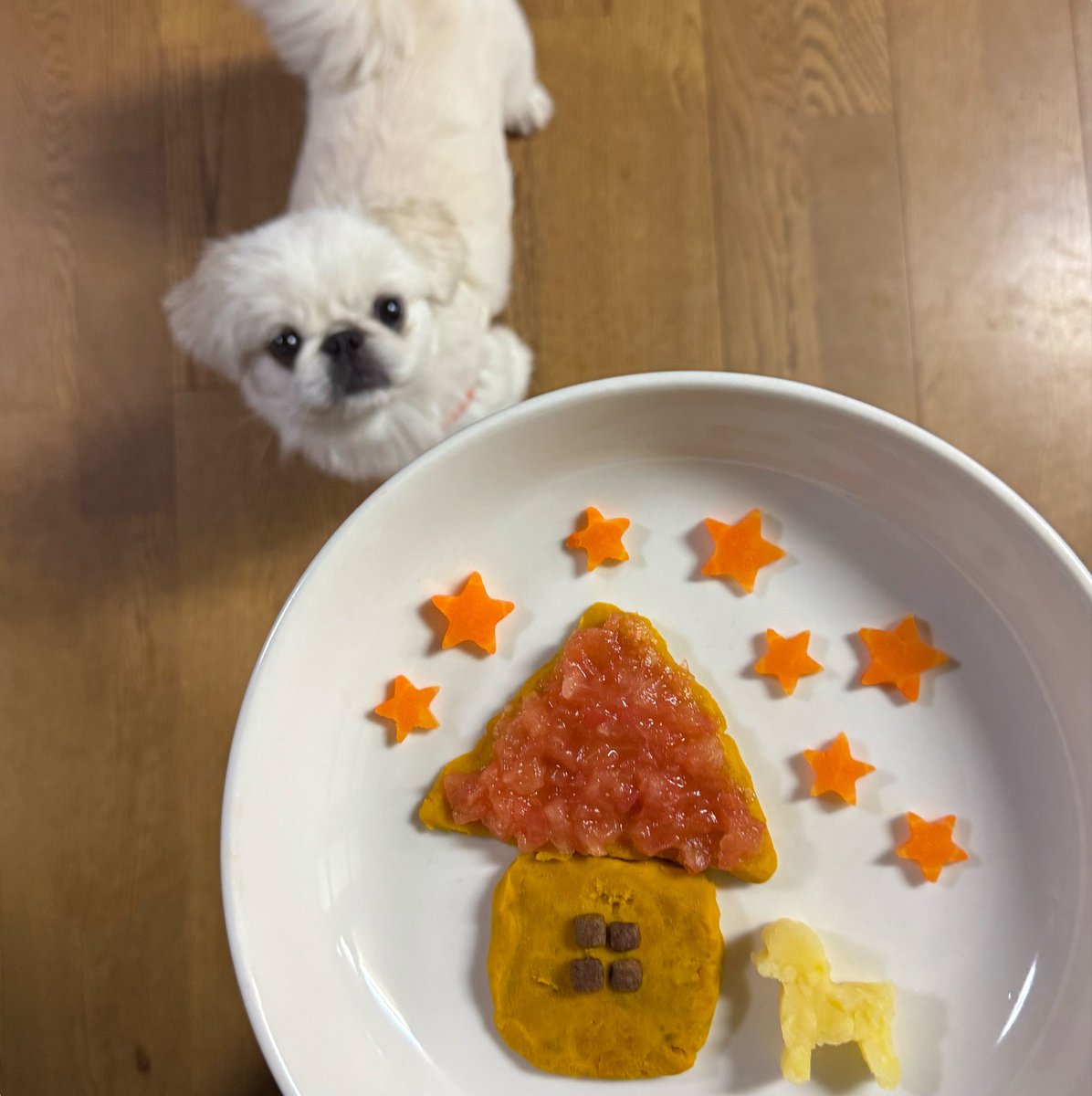 pui_712's tweet photo. ぷいがおうちにきて今日で1年🏠✨

我が家にきてくれて、明るいおうちにしてくれてありがとう(ᐢᴖ ·̫ ᴖᐢ)🌟 https://t.co/SQtjDCmqdB