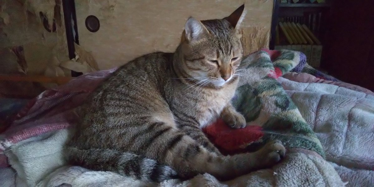kurohigechibi's tweet photo. 押入れの天井がぶち抜かれて収納の役に立たなくなったため、冬用毛布を猫ズに貸し出しておりました😇
さて、寒くなってきたしそろそろ返してもらいましょうかねぇ🤗
淀くん、その下のものを貰おうか😼 https://t.co/rhPbLqPWvp