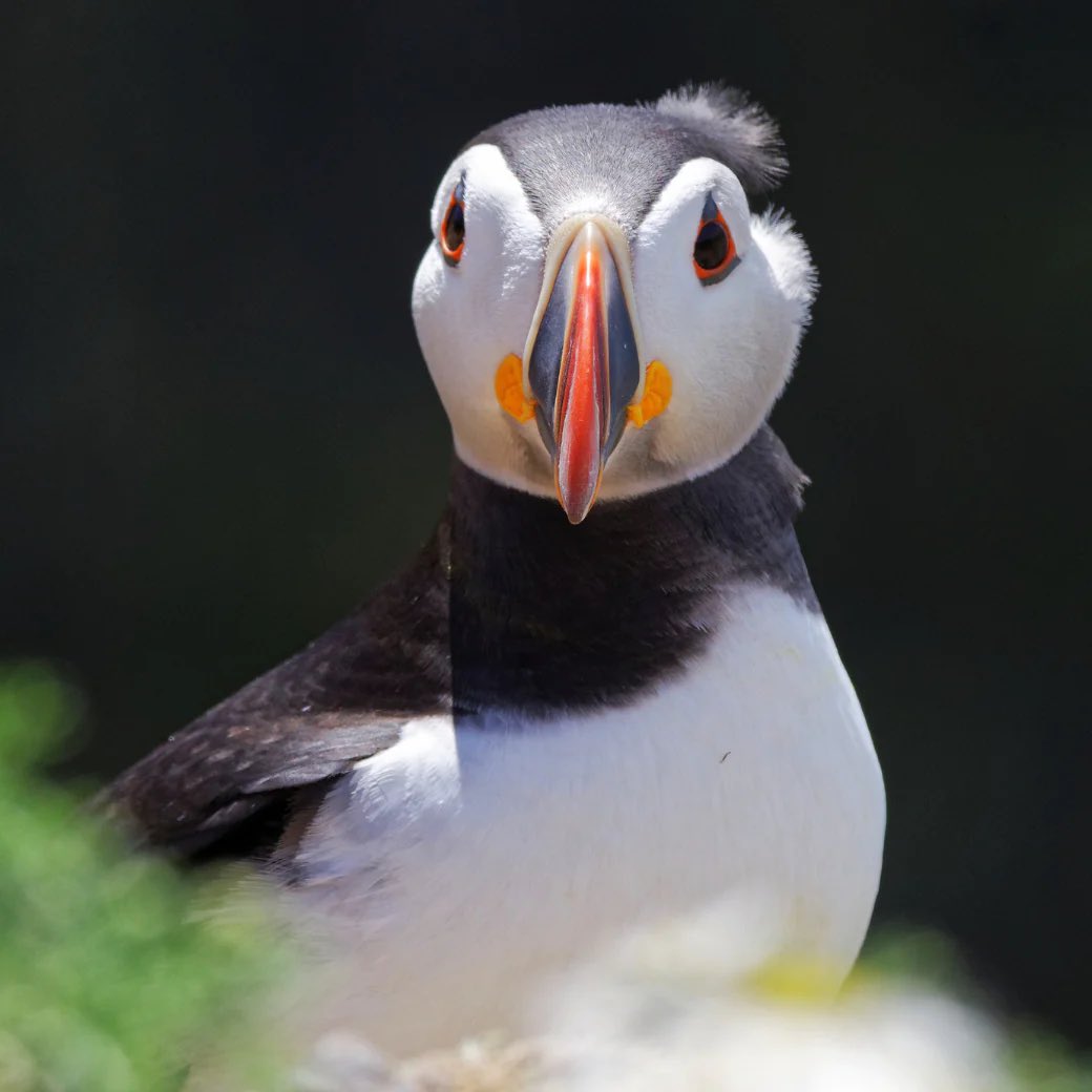 PuffinsDaily's tweet photo. A little bit of bedhead #puffins https://t.co/iLkLkJ0DzJ
