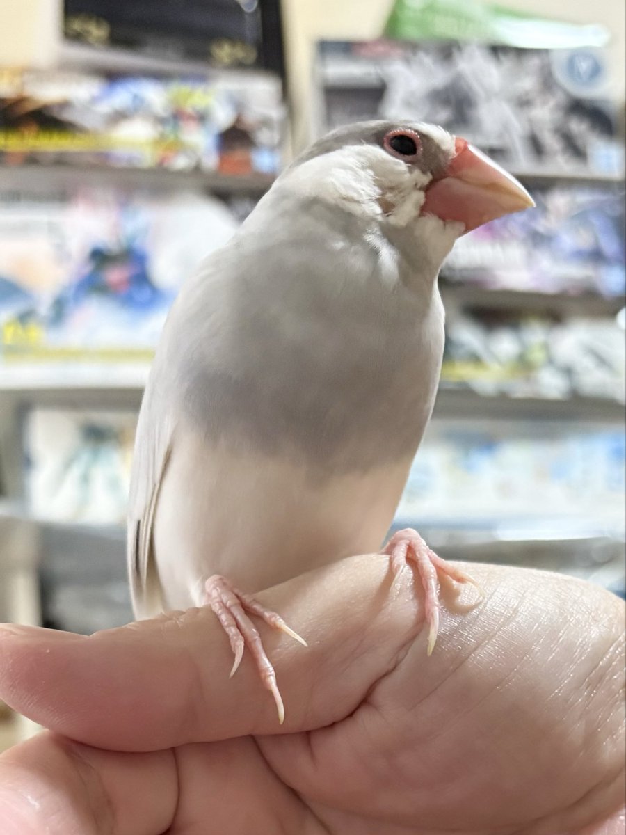 naruru0902's tweet photo. 換羽終わっても一向に生えてこないほっぺの羽…
鼻がピーピー鳴る時あるし甲状腺ぽいけど病院行けない子ちゃんだしなぁ
元気いっぱいなのが救いだわ https://t.co/uAou9X4UIo