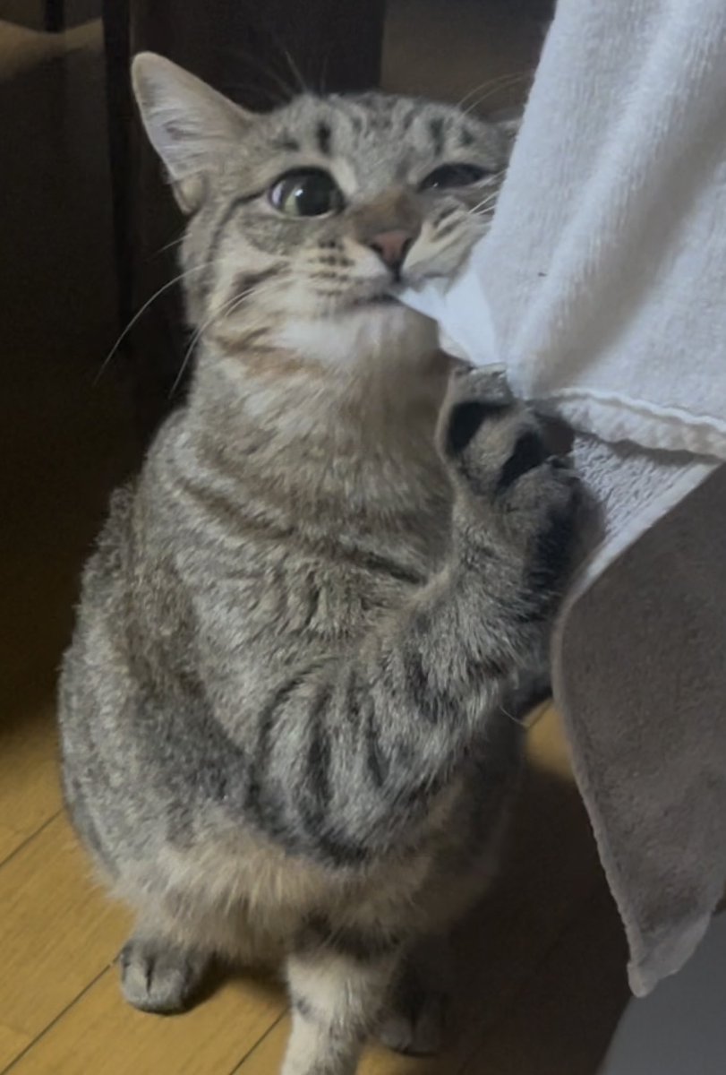 ixitnim's tweet photo. ！？🥹
#ねこ https://t.co/nydROTj710