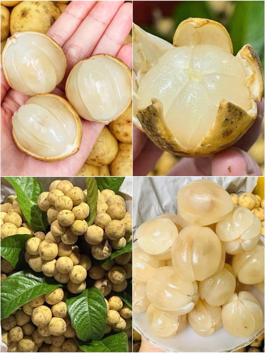 HanaTran86's tweet photo. Bòn bon chín vàng, bóc vỏ là thịt trắng trong, múi căng nước, chua ngọt thanh. Ăn một quả là muốn ăn thêm, mát miệng giữa ngày nóng. Trái nhỏ mà vị không nhỏ.
Ai đang có bòn bon không 🍈✨
#bonbon #traicay #muamua https://t.co/GHsGyAio7i