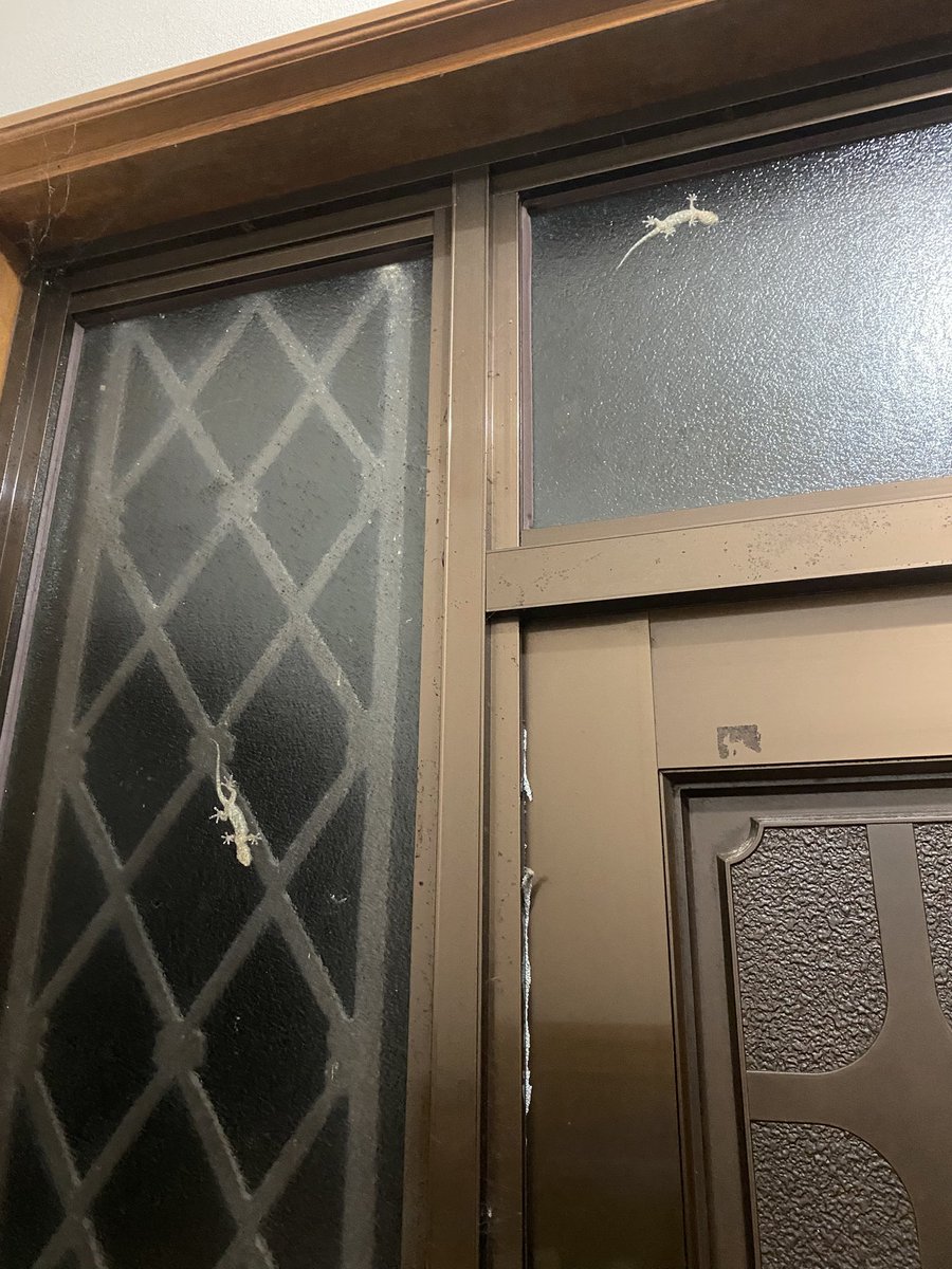 y08200263's tweet photo. 今宵は夫婦❓でご登場ですよね🦎🤭 https://t.co/dQhSkZ5JvL