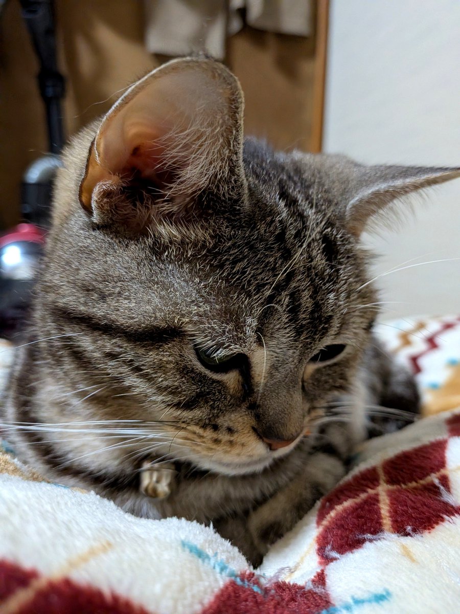 fCI4ze2SS1d7eCc's tweet photo. スマホを向けると伏し目がちになるにゃんこ😽💞

昨夜蚊が耳元でブンブンうるさかった🦟
電気を点けると赤い蚊が壁に止まってたので思いきりパーン🖐️
いつも逃げられるのに、お腹いっぱいで飛べなかったのね💦💦💦
#猫と暮らす
#まだ蚊がとんでる https://t.co/YYlBBYQeUq