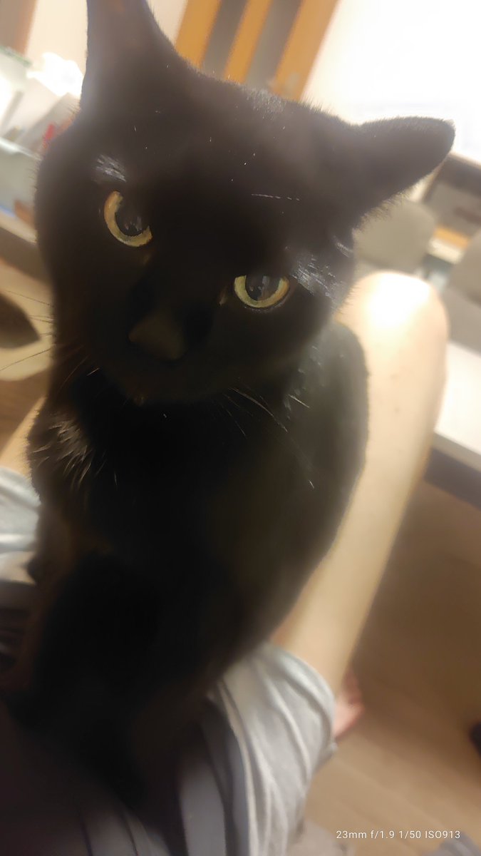 BUzvdy's tweet photo. あ゛〜風呂上がりのお決まりだった…🐈‍⬛。先にズボン👖… https://t.co/tcmd1DkDl4