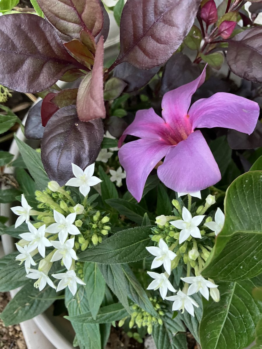korosflower's tweet photo. Mandevilla ‘Sun Parasol Bluphoria’ https://t.co/IQjZAGKq9K