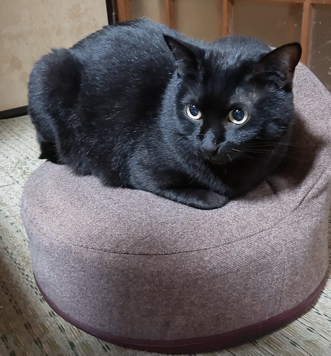 pitaroua's tweet photo. 腰に良くてまっすぐ座れるイスを買いました。ホントにまっすぐ座れるー。猫様も気に入ってます。 https://t.co/CnvtLltFdT