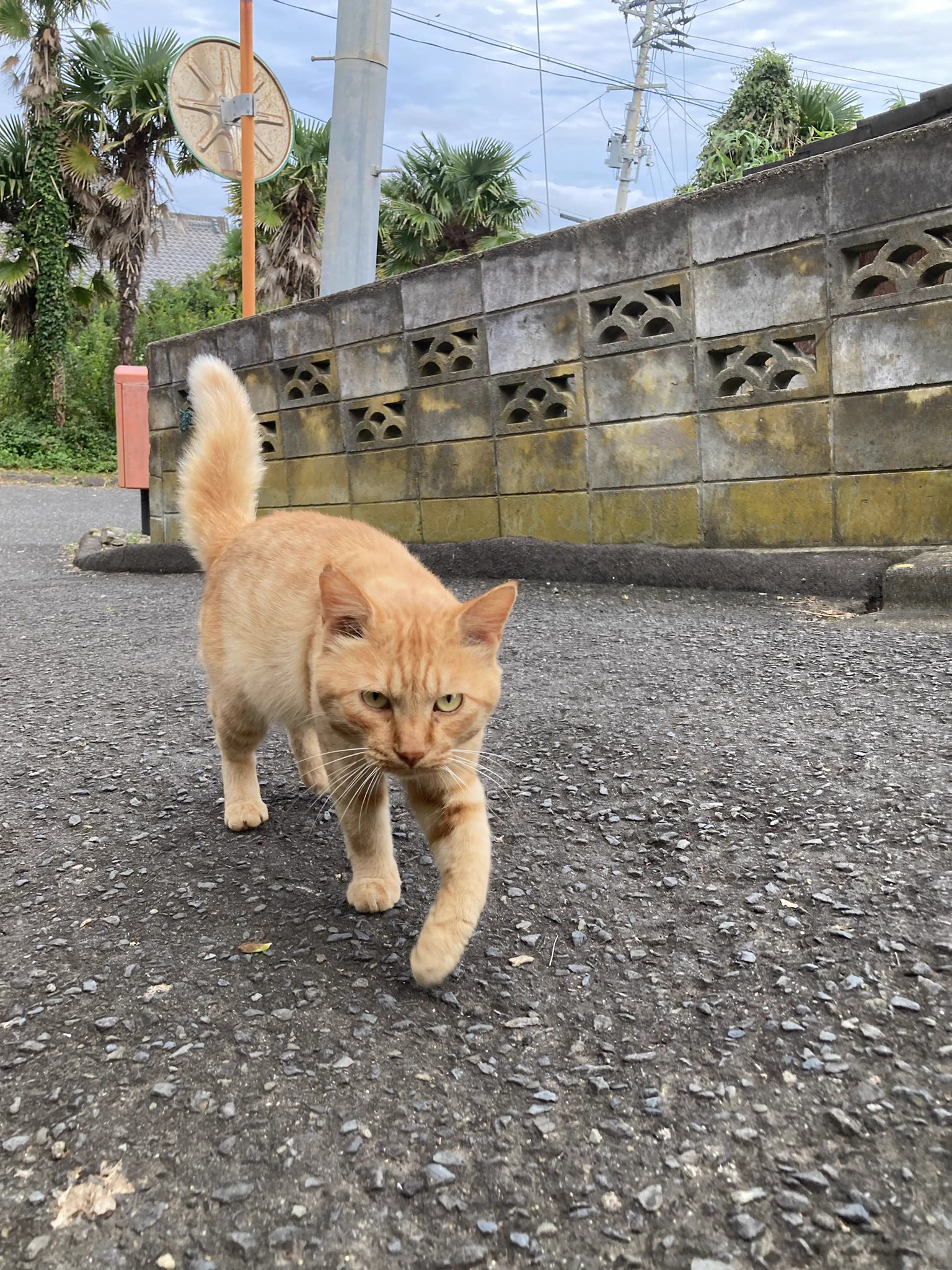 クロネコ堂@田代島 on X: 