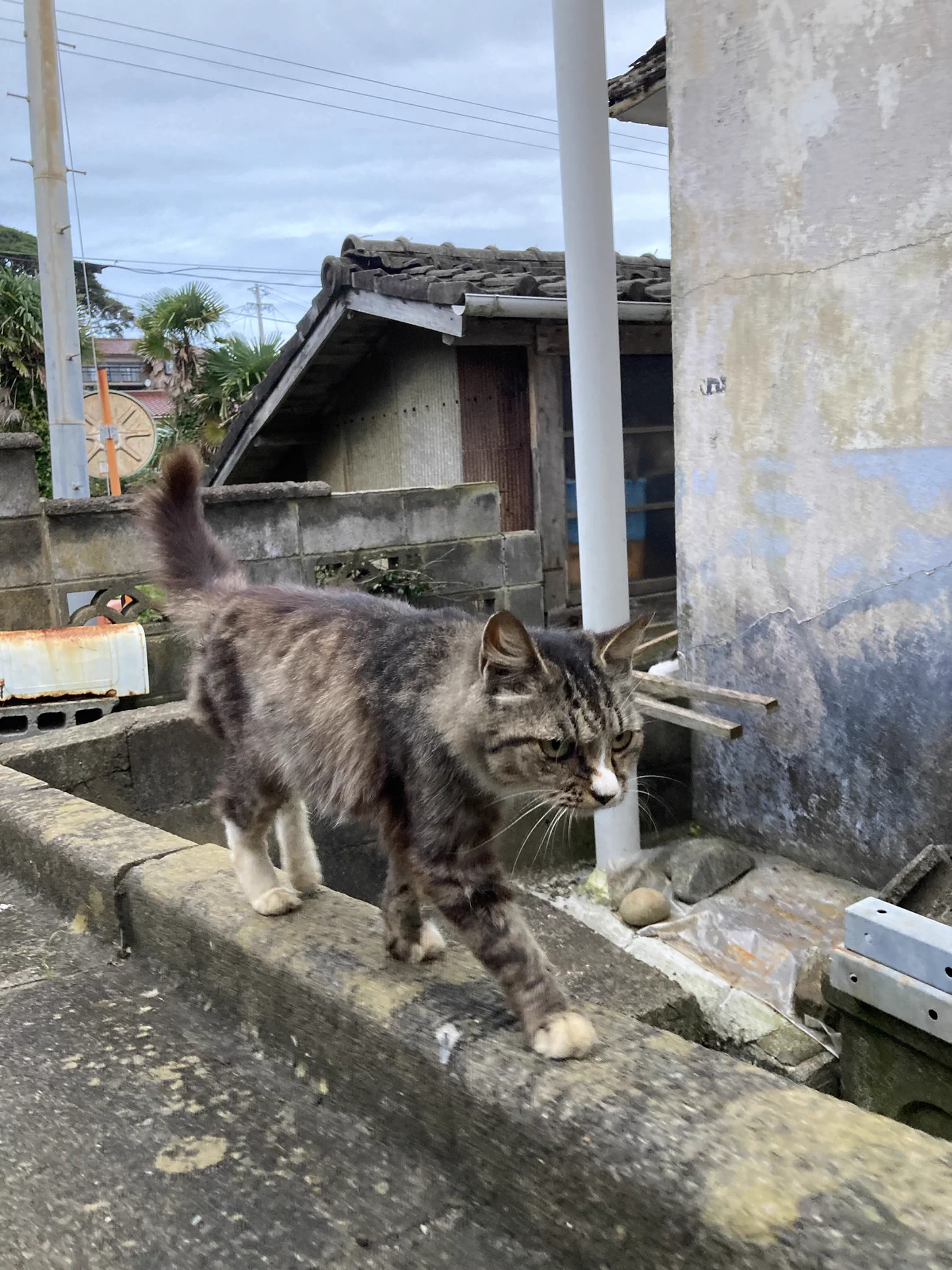 クロネコ堂@田代島 on X: 