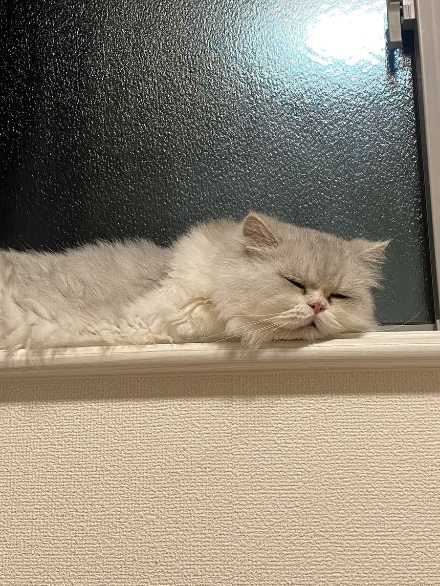 kusu_mai's tweet photo. 僕は、眠い💤 https://t.co/oDIiZKTC5a