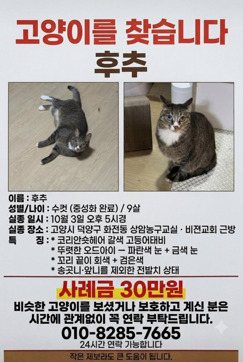 kiralist_'s tweet photo. 고양이를 찾습니다

실종고양이 : 코숏 갈색 고등어태비 
수컷 (중성화 완료) / 나이 : 9살 
이름 : 후추
실종날짜 : 2026년 10월 3일 오후 5시경 
실종장소 : 경기 고양시 덕양구 화전동 
특징 : 오드아이 (파란색 눈 + 금색 눈)

소중한 가족이 다시 집으로 돌아올 수 있게 많은 확산 부탁드립니다 https://t.co/57avi5ffSK