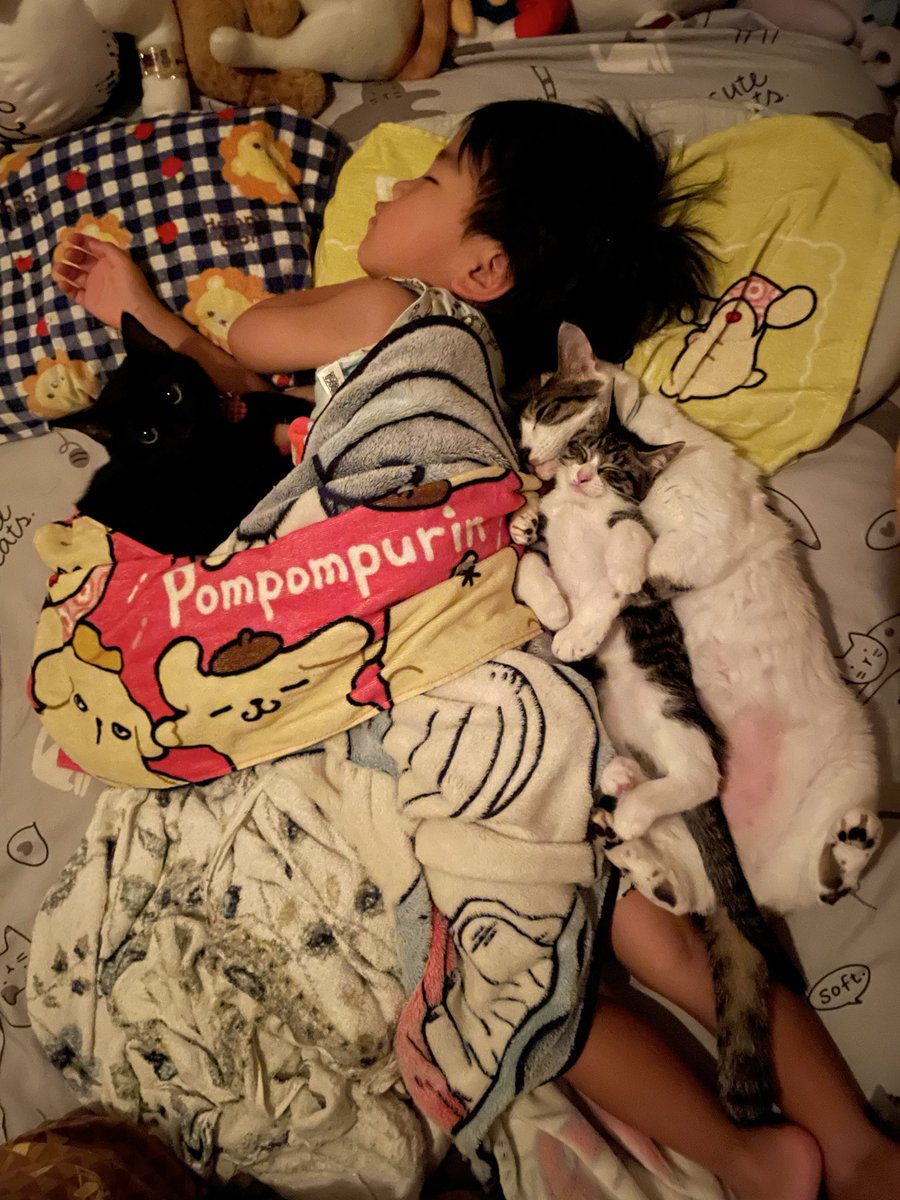 R453374510's tweet photo. 四歳児猫まみれ https://t.co/3LIdhxE3Tl