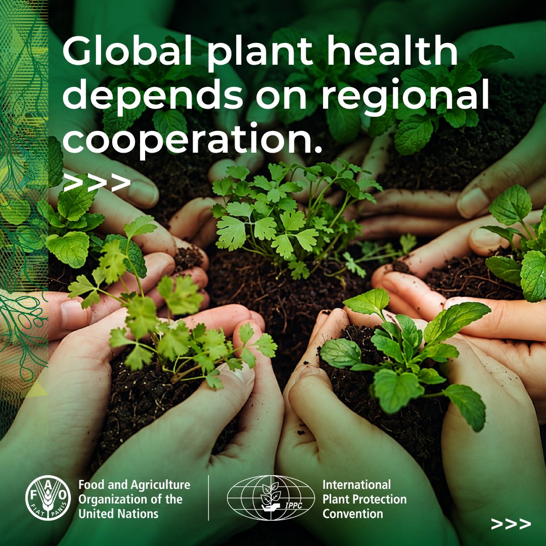 ippcnews's tweet photo. Global plant health depends on regional cooperation. 🌱🌍

Today, the 38th #TCRPPO begins in Riyadh, bringing regions together to coordinate action for healthy plants, safe trade and food security.

🔗 Learn more: https://t.co/6J2InOR6hg

#PlantHealth🌱 https://t.co/H6mnewqpEA