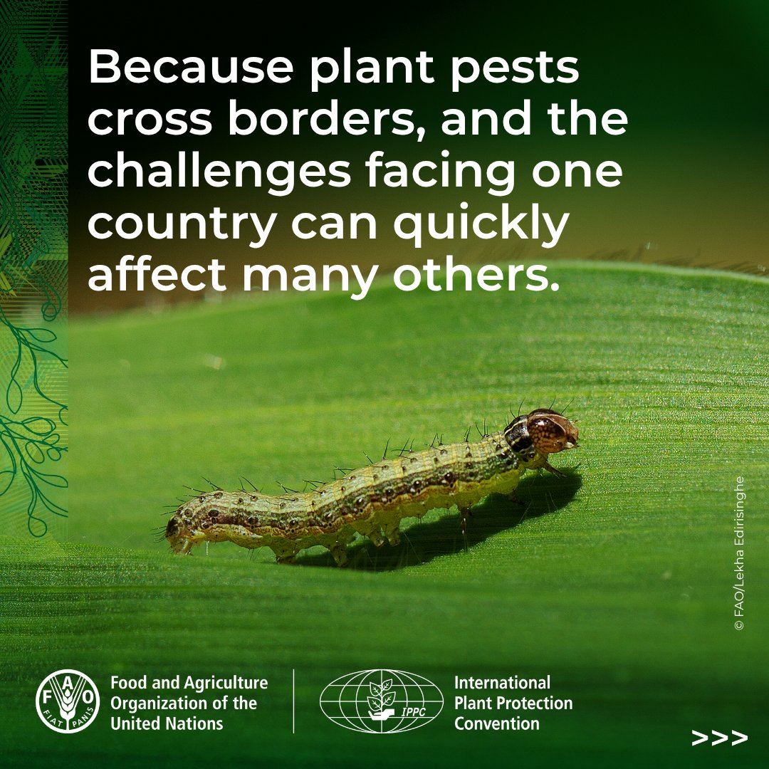 ippcnews's tweet photo. Global plant health depends on regional cooperation. 🌱🌍

Today, the 38th #TCRPPO begins in Riyadh, bringing regions together to coordinate action for healthy plants, safe trade and food security.

🔗 Learn more: https://t.co/6J2InOR6hg

#PlantHealth🌱 https://t.co/H6mnewqpEA