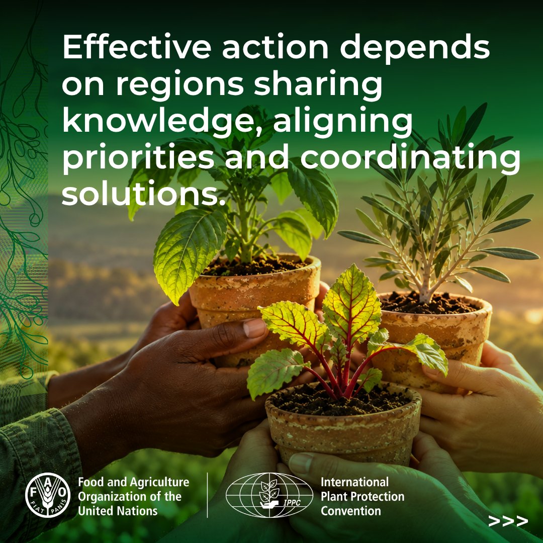 ippcnews's tweet photo. Global plant health depends on regional cooperation. 🌱🌍

Today, the 38th #TCRPPO begins in Riyadh, bringing regions together to coordinate action for healthy plants, safe trade and food security.

🔗 Learn more: https://t.co/6J2InOR6hg

#PlantHealth🌱 https://t.co/H6mnewqpEA