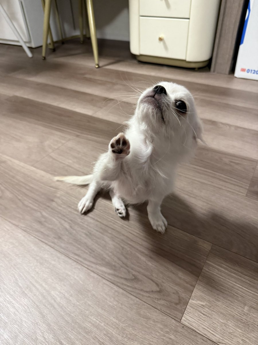 latte06190619's tweet photo. 肉球見せてくれてありがとね https://t.co/S0L6QHnVhw