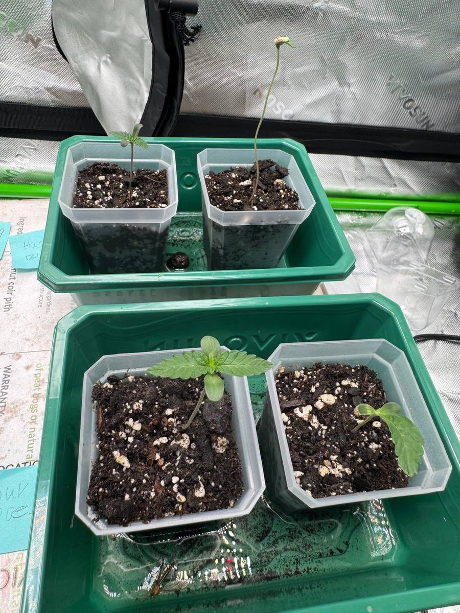 GrowJournalpf's tweet photo. $GROW hit the ladies with nutrients yesterday afternoon and here is how we are looking this morning @pumpfun

We are using Happy Frog soil and FoxFarms trio

Might have to start another seed.

#cannabis #thc #growjournal #cannabisgrow #sourdiesel #hashburger #hazeburger #lemdawg https://t.co/yZ2DuaKDvM
