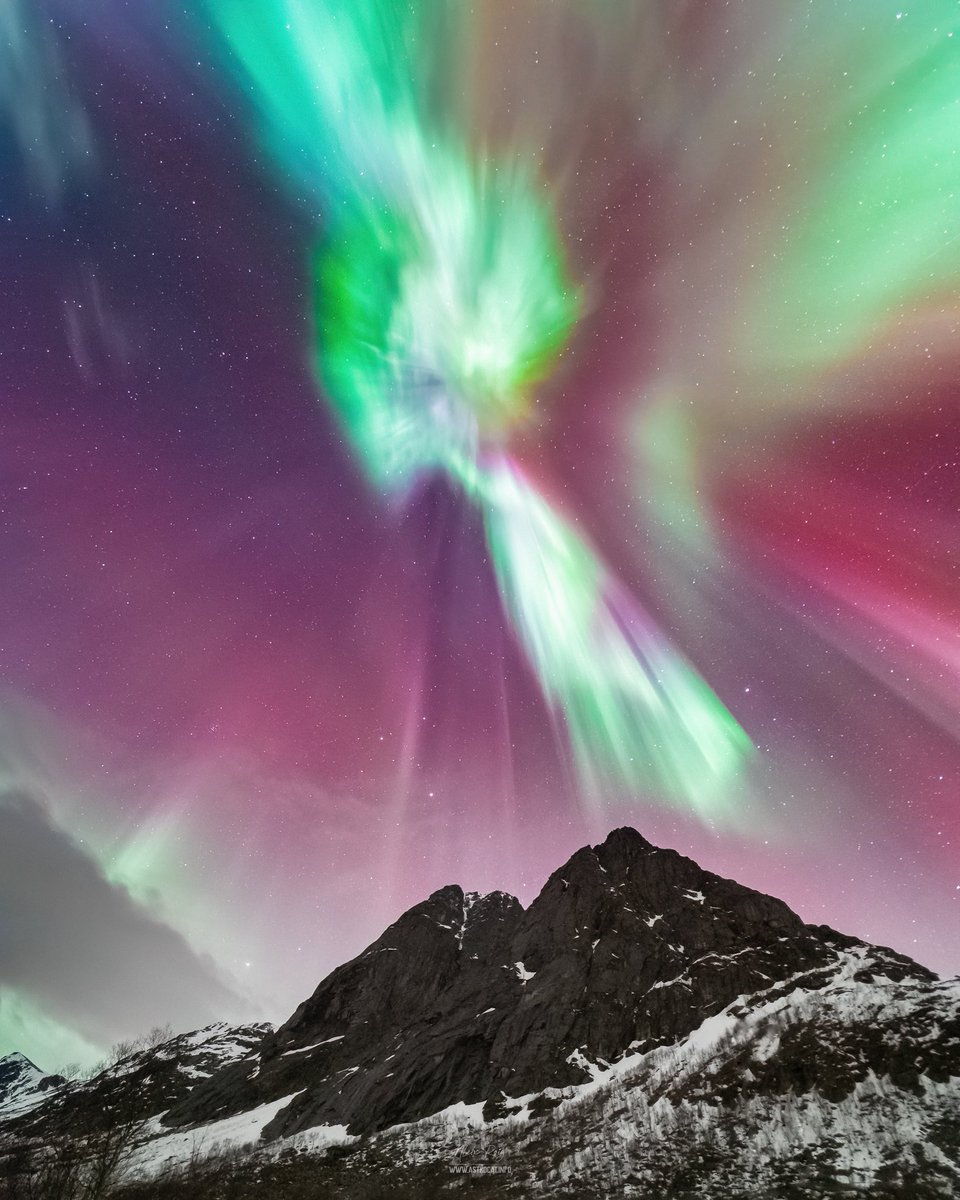 astrocatinfo's tweet photo. The Aurora Bird 📍 Grøtfjord  🇳🇴 https://t.co/RJWJ8TCPgo
