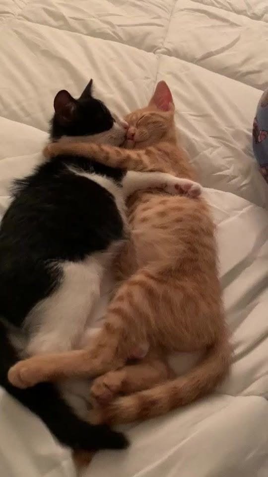 BichinhosFB's tweet photo. Queria estar assim com a gatinha que eu gosto https://t.co/CF6wvuen3C