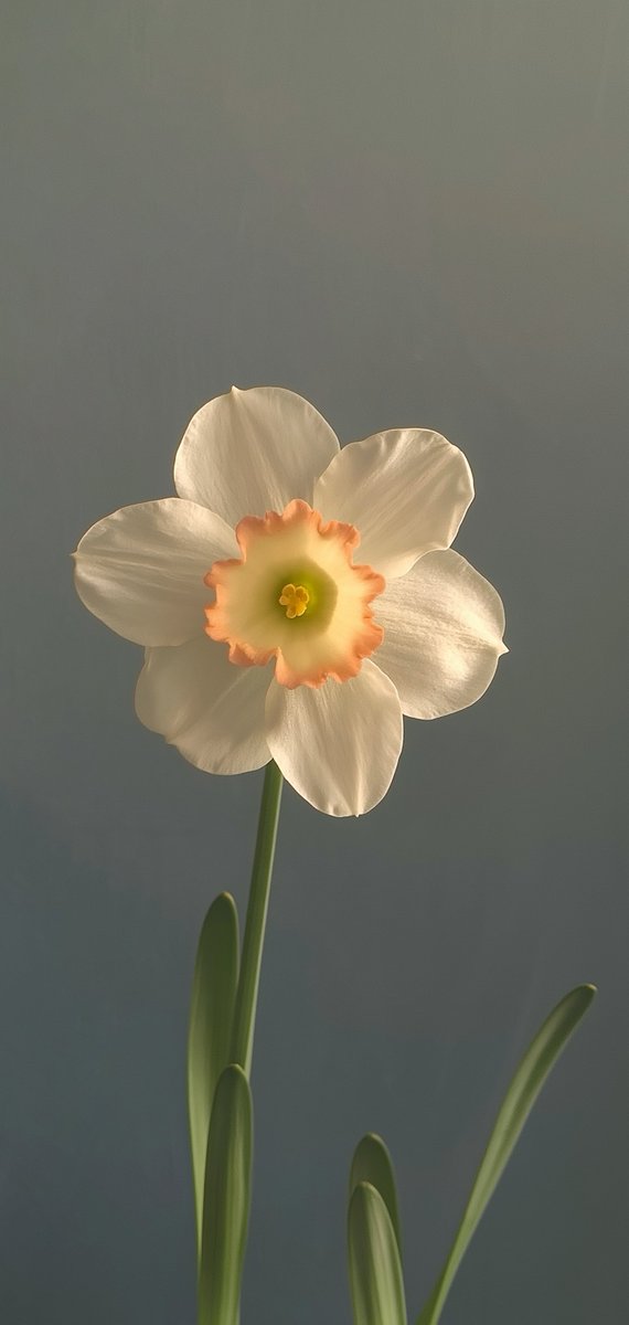 Eryth_Studio's tweet photo. Petal 🌼
High res link in bio https://t.co/QXH83ZvXW7
