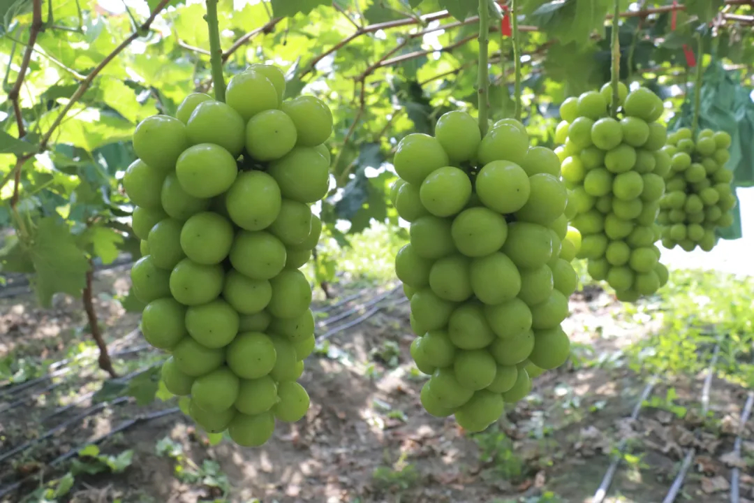 AdalynAlbexfct's tweet photo. [En la mesa hay un racimo de uvas con su tallo, super frescas y deliciosas!]， https://t.co/NGpTAxHgrC