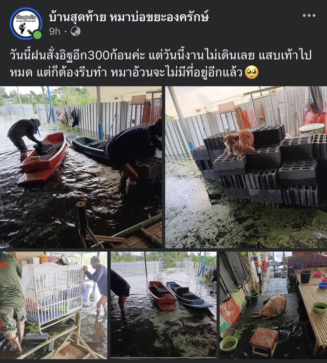 KhaohomSiri's tweet photo. ช่วยกันแชร์ Pls RT

ใครพอจะช่วยได้ ต้องการอิฐ ต้องการแคร่ให้น้องหมาจำนวนมาก ติดต่อพี่ฝนได้เลยค่ะ สงสารเด็กๆ🥺

#น้ำท่วม #น้ําท่วม2569 #น้ําท่วมนครนายก https://t.co/mXKRqrZrnw