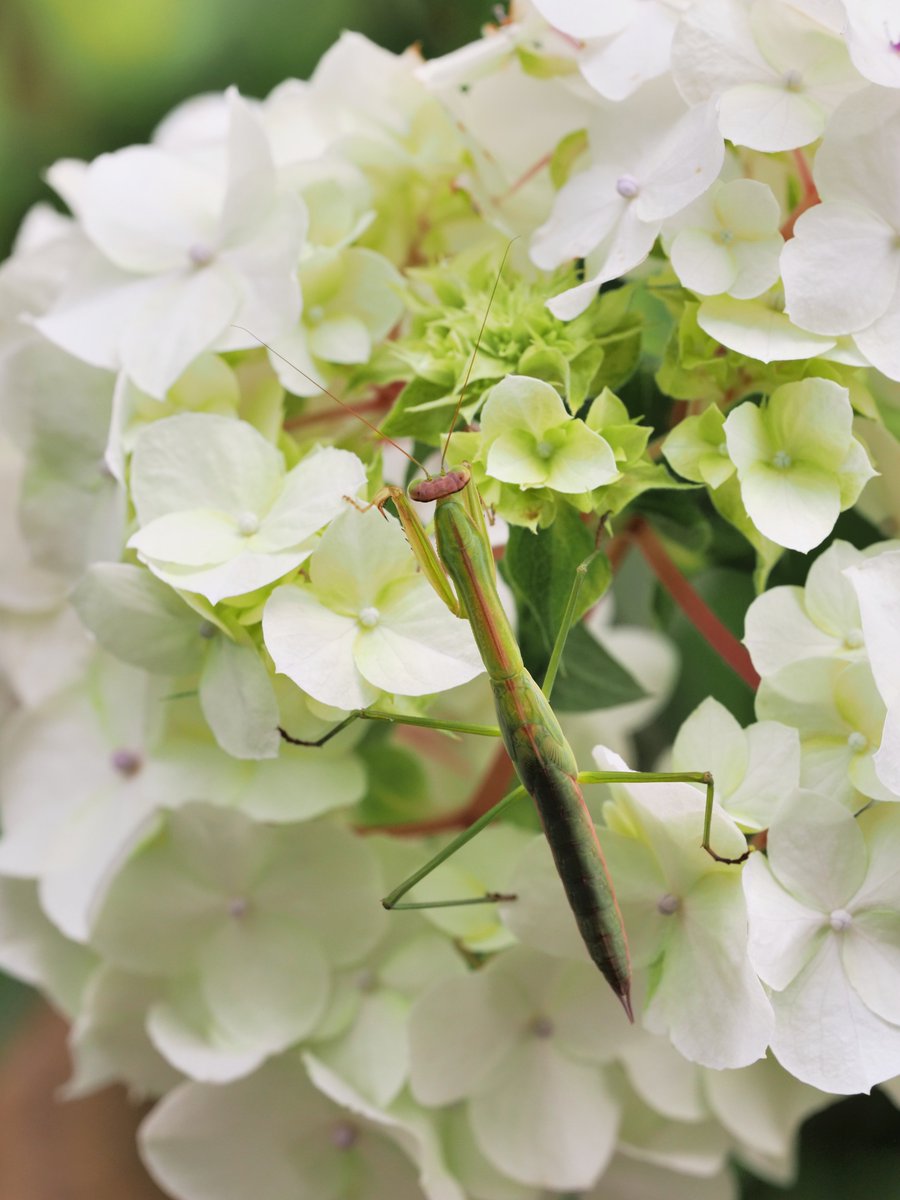 hanbefurai's tweet photo. 今年はホントにカマキリが少なかった...
OM SYSTEM OM-3 + M.ZUIKO 40-150mm F2.8 PRO(2026)
#OMSYSTEM
#OLUMPUS
#TLを花でいっぱいにしよう https://t.co/4NcF29kpeE