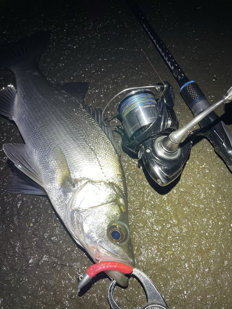 angler_ryo26's tweet photo. ちっちゃいけど川ヒラ https://t.co/2fRLGKGxgS