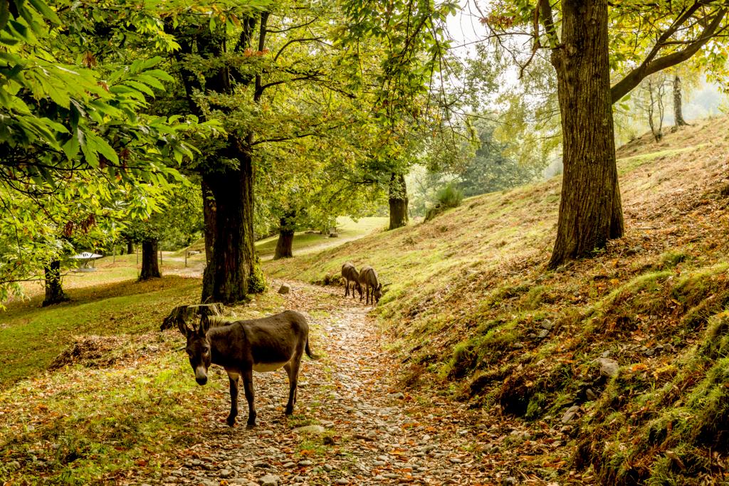 LylaCaxtonajkf's tweet photo. [En el paisaje se ve un burro con el pelo suave bajo las cejas, disfrutando del ambiente tranquilo.] https://t.co/w4WsD9duac